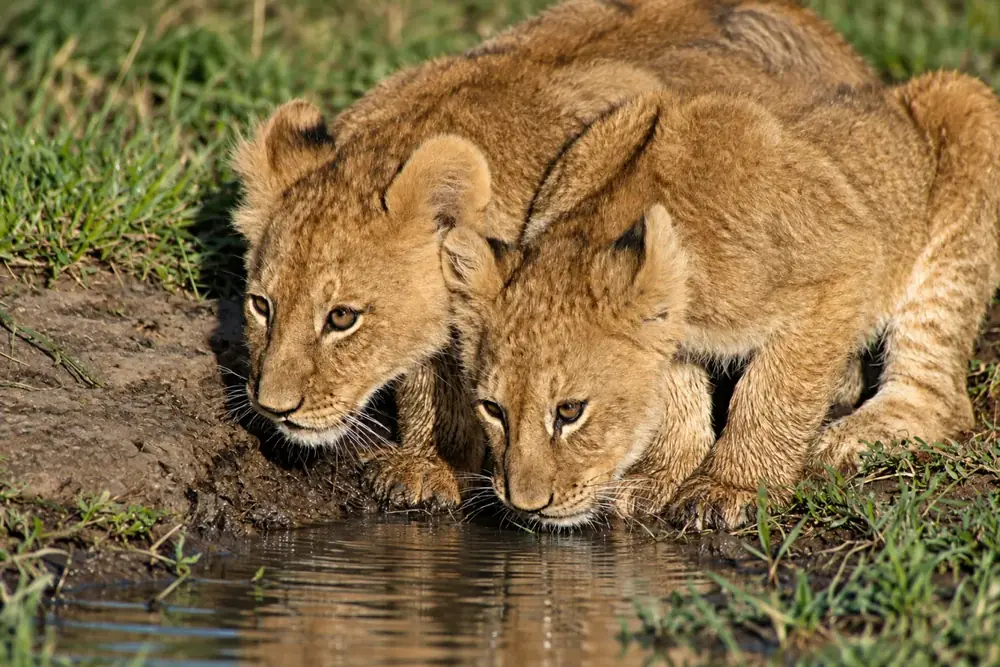Viaggio in Safari in Africa – Shamana Travel