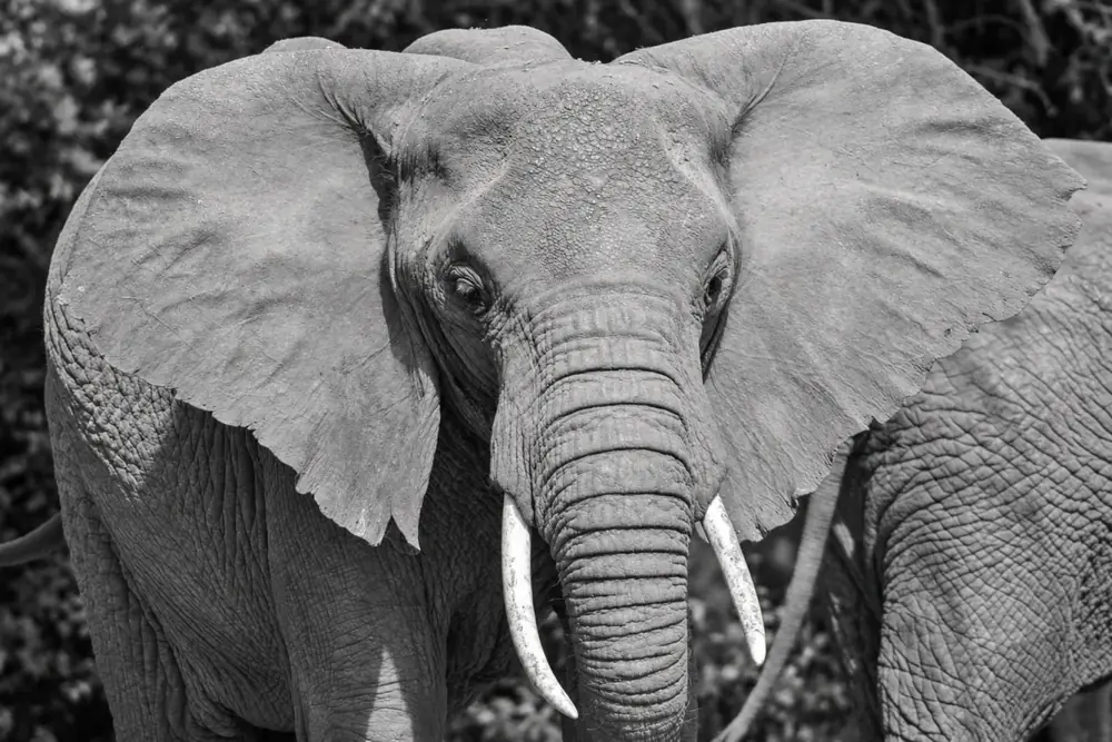 Viaggio in Safari in Africa – Shamana Travel