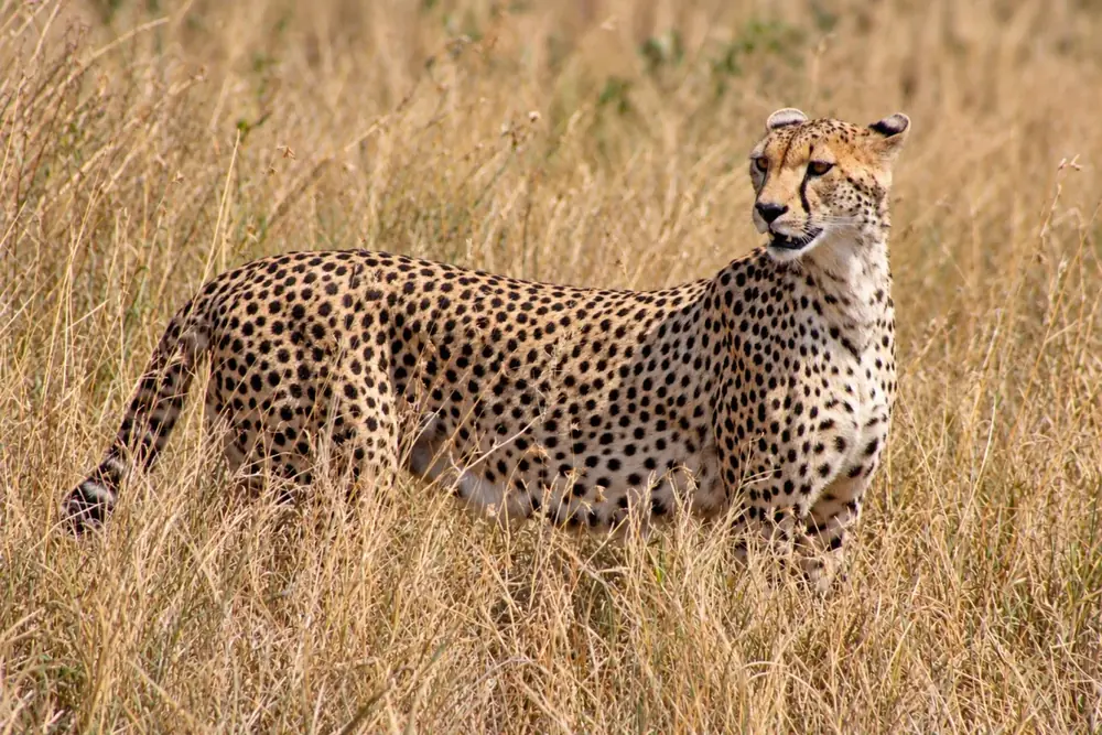 Viaggio in Safari in Africa – Shamana Travel