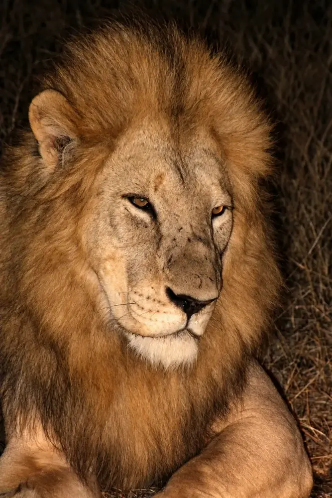Viaggio in Safari in Africa – Shamana Travel