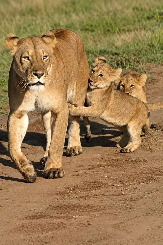 Viaggio in Safari in Africa – Shamana Travel