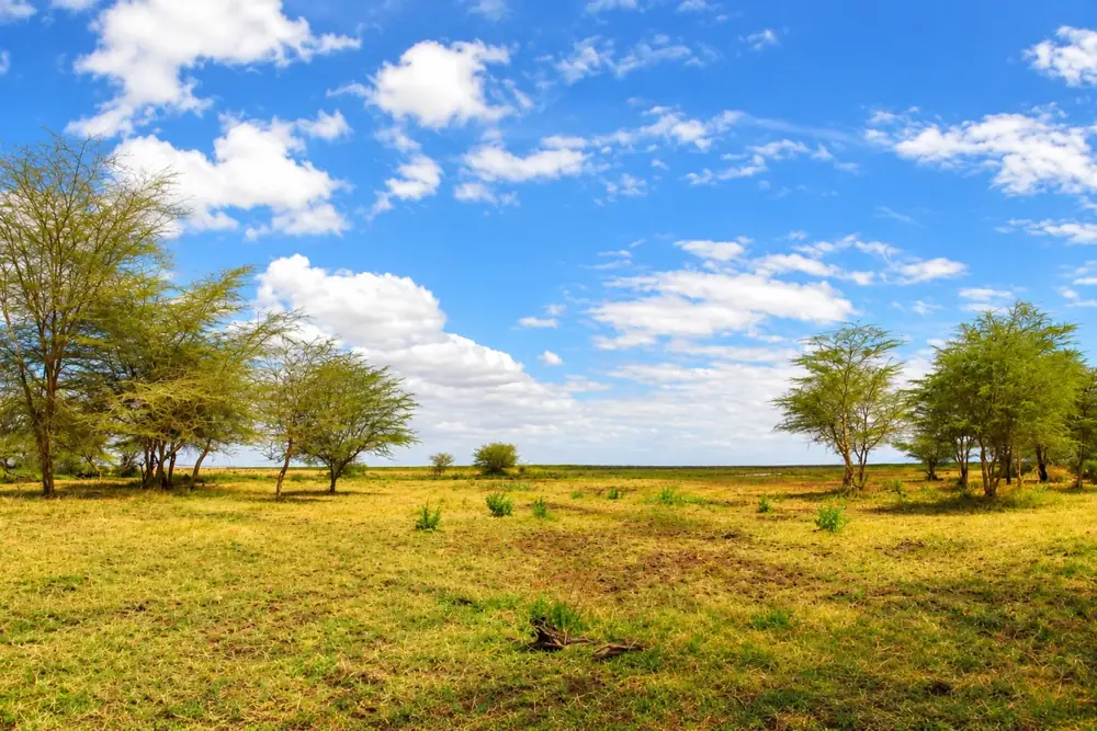 Viaggio in Safari in Africa – Shamana Travel