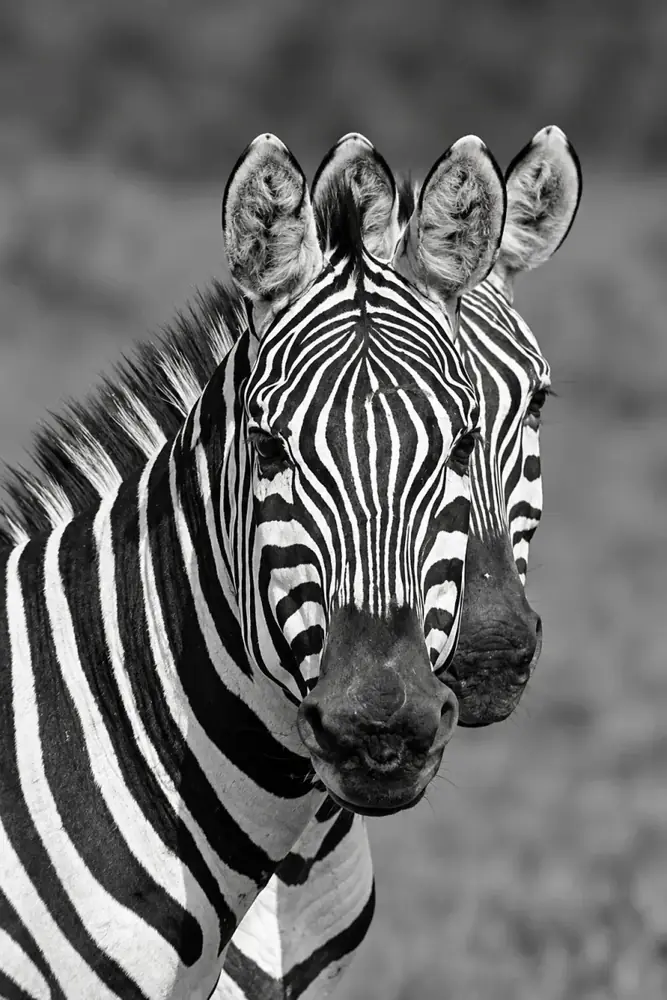 Viaggio in Safari in Africa – Shamana Travel